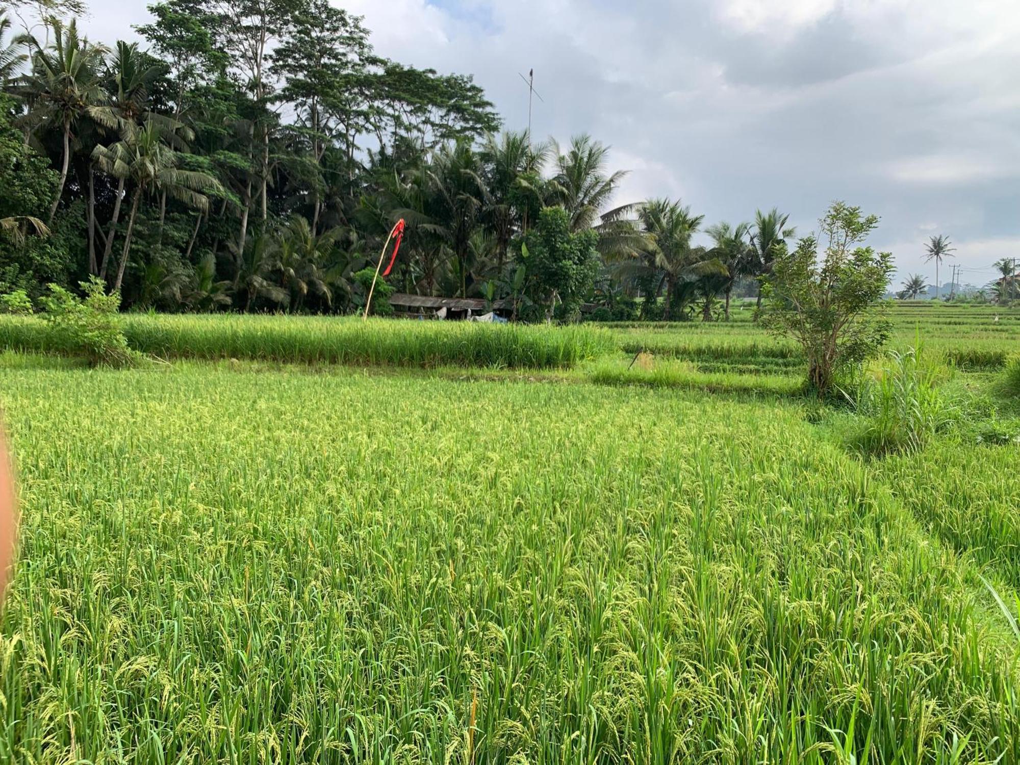 Adi Laxmi Villa Ubud Eksteriør bilde