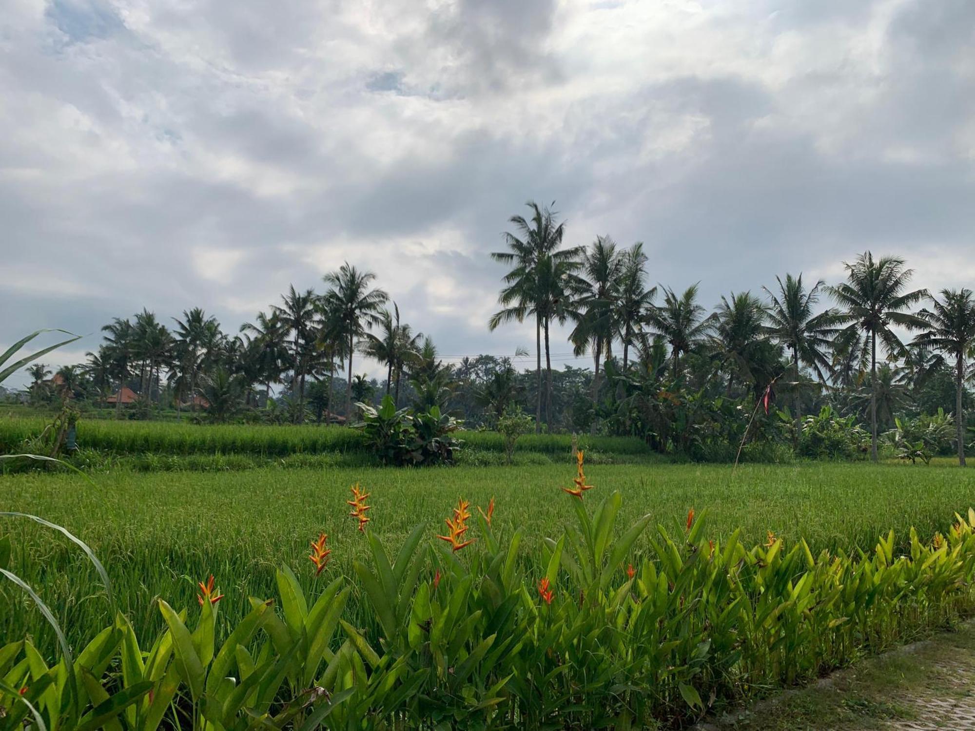 Adi Laxmi Villa Ubud Eksteriør bilde